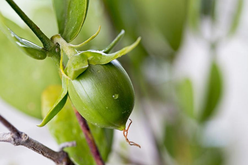 Jennai Pure Jojoba Oil